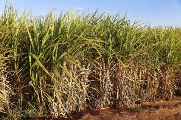 Paraná suspende por 30 dias queimadas de cana-de-açúcar