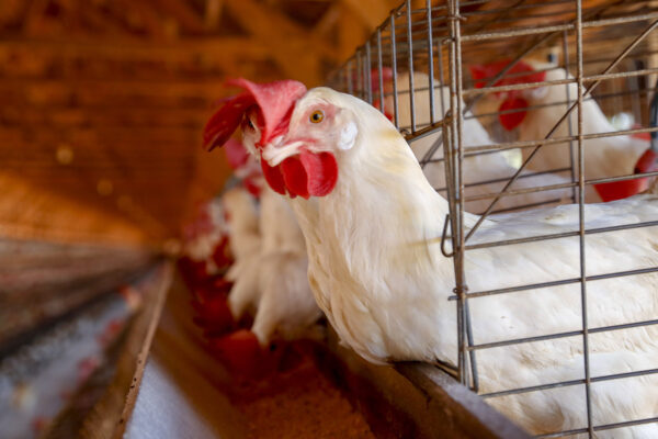Adapar orienta produtores sobre a influenza aviária