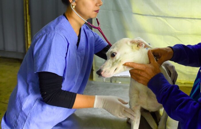 Programa de esterilização de cães e gatos atenderá mais 215 animais em Umuarama